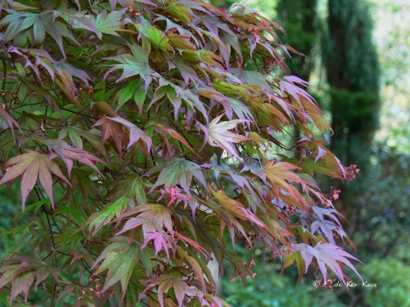Bois des Moutiers (104) Mai 2012